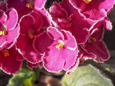 pembe menekse aka African Violet çiçek