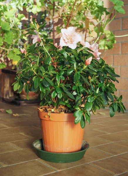 Azálea Rosa Também Conhecida Por Rhododendron Flor Estufa — Fotografia de Stock