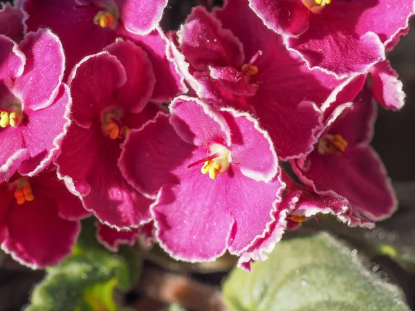 pembe menekse aka African Violet çiçek