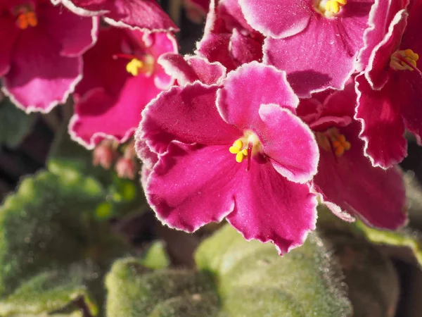 粉红色的圣波利亚又名非洲紫罗兰花 — 图库照片