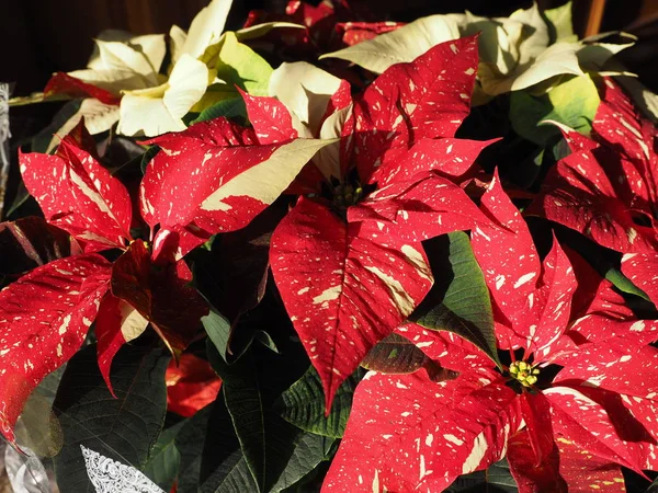 Kırmızı Noel yıldız (Atatürk çiçeği Euphorbia pulcherrima) çiçek