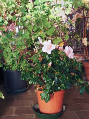 pembe açelya (aka Rhododendron) çiçek bir sera içinde
