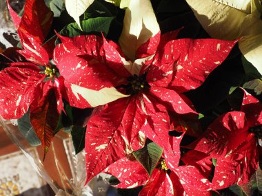 Kırmızı Noel yıldız (Atatürk çiçeği Euphorbia pulcherrima) çiçek