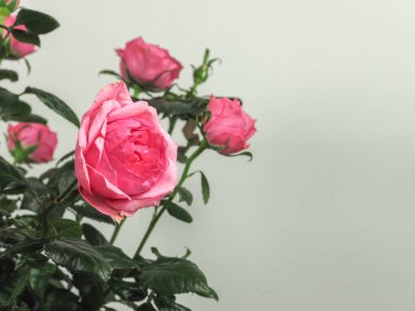 Pembe gül çok yıllık çalı (cins Rosa) çiçek kopya alanı ile