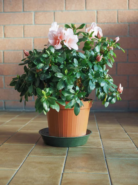 Pink Azalea Aka Rhododendron Flower Greenhouse — Stock Photo, Image