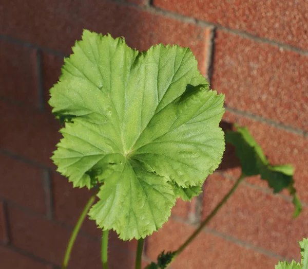 Green Geranium Geraniales Leaf Aka Cranesbill Flower — Stock Photo, Image