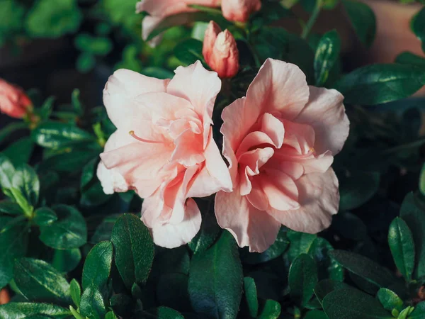 Rosa Azalea También Conocida Como Rhododendron Flor Invernadero — Foto de Stock
