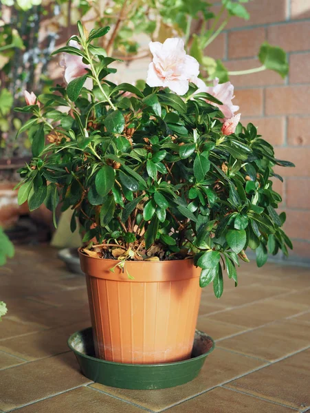 Rosa Azalea También Conocida Como Rhododendron Flor Invernadero —  Fotos de Stock