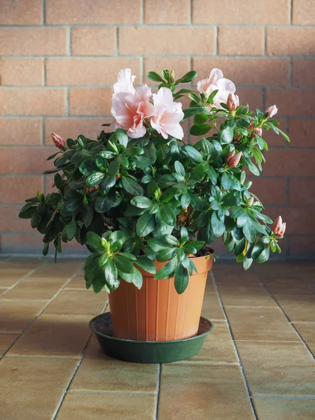 Rosa Azalea Aka Rhododendron Blomma Ett Växthus — Stockfoto