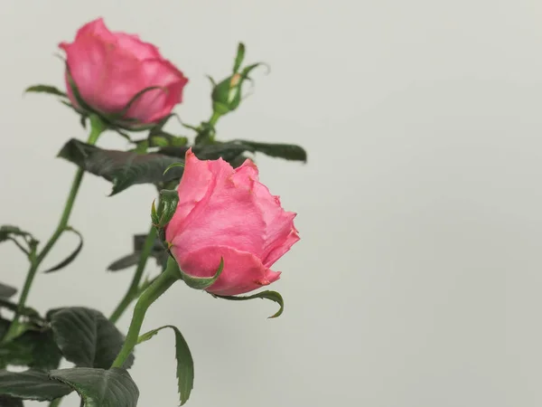 Pembe Gül Çok Yıllık Çalı Cins Rosa Çiçek Kopya Alanı — Stok fotoğraf
