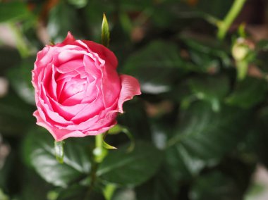 Pembe Gül çok yıllık çalı (cins Rosa) çiçek