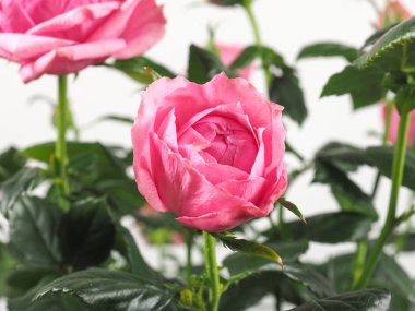 Pembe Gül çok yıllık çalı (cins Rosa) çiçek