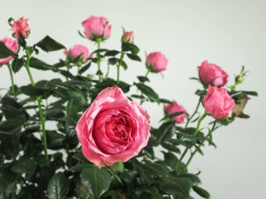 Pembe gül çok yıllık çalı (cins Rosa) çiçek kopya alanı ile