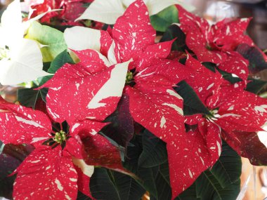 Kırmızı Noel yıldız (Atatürk çiçeği Euphorbia pulcherrima) çiçek