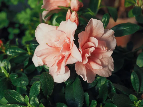 Rosa Azalea También Conocida Como Rhododendron Flor Invernadero — Foto de Stock