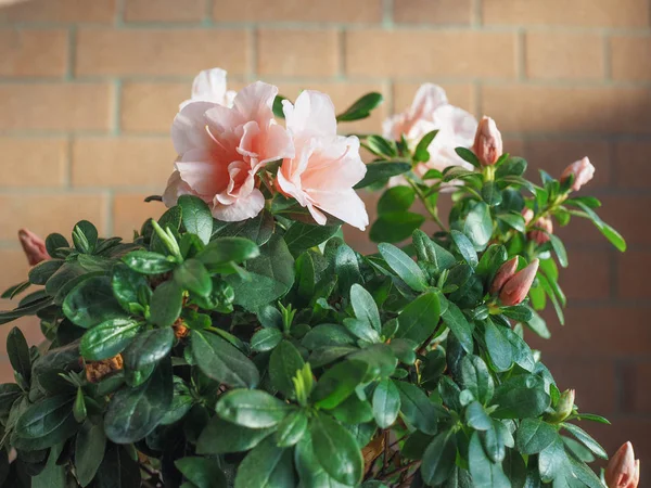 Розовая Азалия Рододендрон Цветок Теплице — стоковое фото