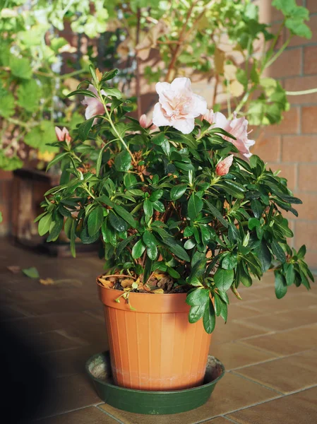 Rosa Azalea Aka Rhododendron Blomma Ett Växthus — Stockfoto