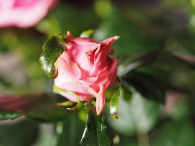 Pembe Gül çok yıllık çalı (cins Rosa) çiçek