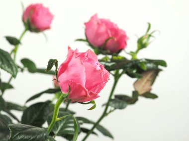 Pembe gül çok yıllık çalı (cins Rosa) çiçek kopya alanı ile