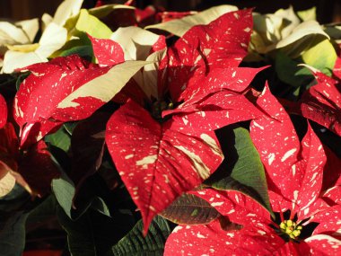 Kırmızı Noel yıldız (Atatürk çiçeği Euphorbia pulcherrima) çiçek