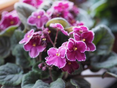 mor menekse aka African Violet çiçek