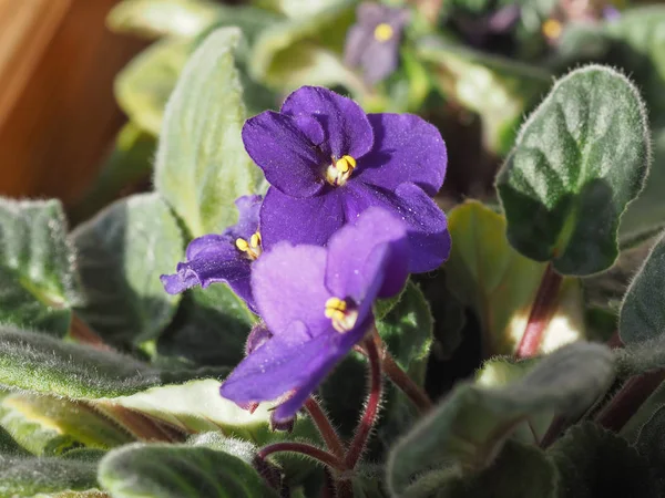 Roxo Saintpaulia Aka Flor Violeta Africana — Fotografia de Stock