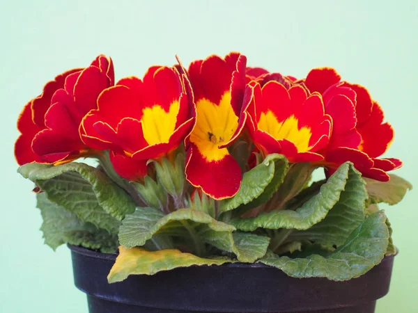 Kırmızı Sarı Çuha Çiçeği Aka Primula Vulgaris Çiçek — Stok fotoğraf