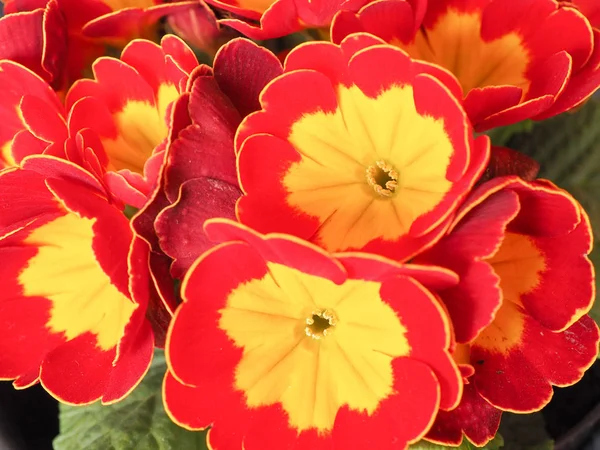 Red Yellow Primrose Aka Primula Vulgaris Flower — Stock Photo, Image