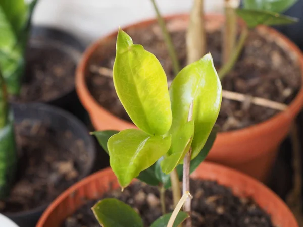 Hojas Zamia Verde Zamia Furfuracea Planta —  Fotos de Stock