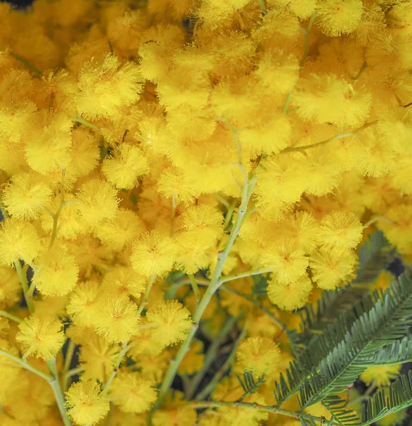 Sárga Mimosa Aka Akác Vagy Ezüst Wattle Vagy Kék Wattle — Stock Fotó