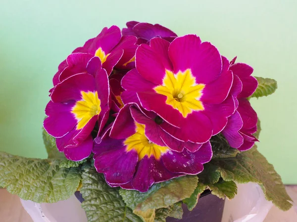 Purple Violet Primrose Aka Primula Vulgaris Flower — Stock Photo, Image