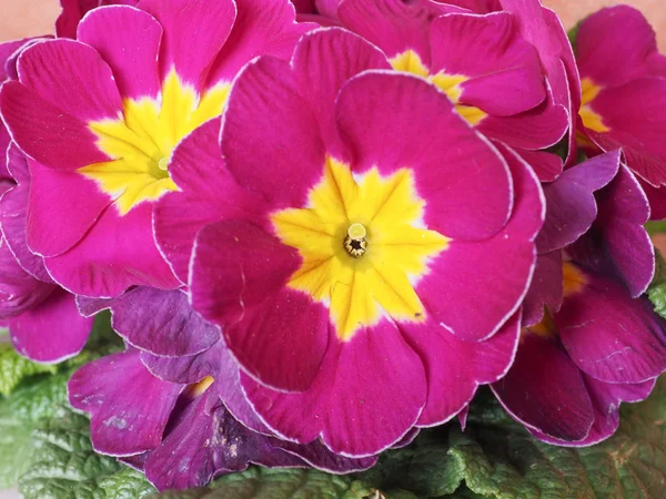 Purple Violet Primrose Aka Primula Vulgaris Flower — Stock Photo, Image