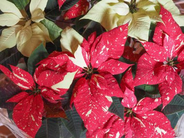 Kırmızı Noel yıldız (Atatürk çiçeği Euphorbia pulcherrima) çiçek çiçeklenme