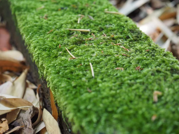 Grön Mossa Plantae Bryophyta Växt Gamla Trä Planka — Stockfoto