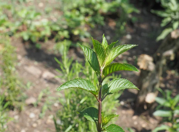 Peppermint Mentha Piperita Aka Balsamea Willd Plant — Stock Photo, Image