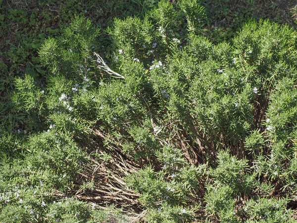 Rosmarin Rosmarinus Officinalis Holzige Mehrjährige Kräuterpflanze — Stockfoto