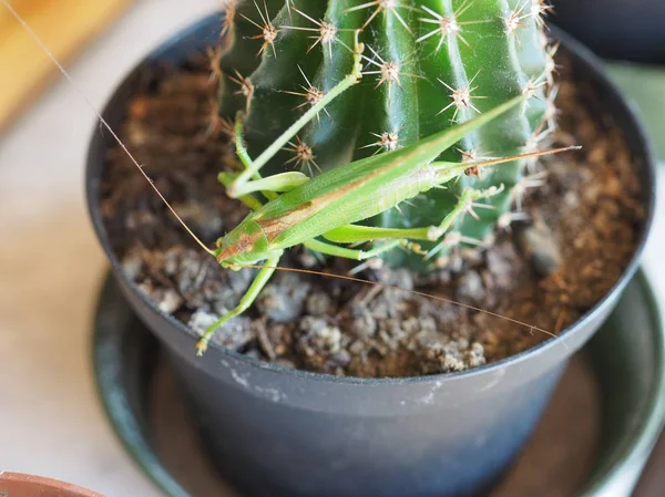 Insecte Sauterelle Verte Orthoptera Caelifera Sur Une Plante Cactus — Photo