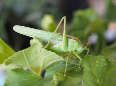 yeşil çekirge (düz kanatlılar Caelifera) böcek hayvan