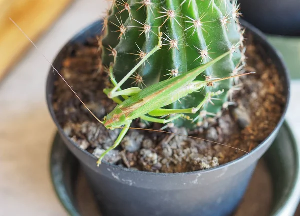 Lăcustă Verde Orthoptera Caelifera Animal Insecte Planta Cactus — Fotografie, imagine de stoc