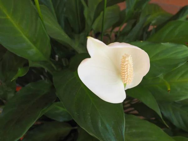 Белый Дикий Калла Calla Palustris Цветок Болото Арум Болото Калла — стоковое фото