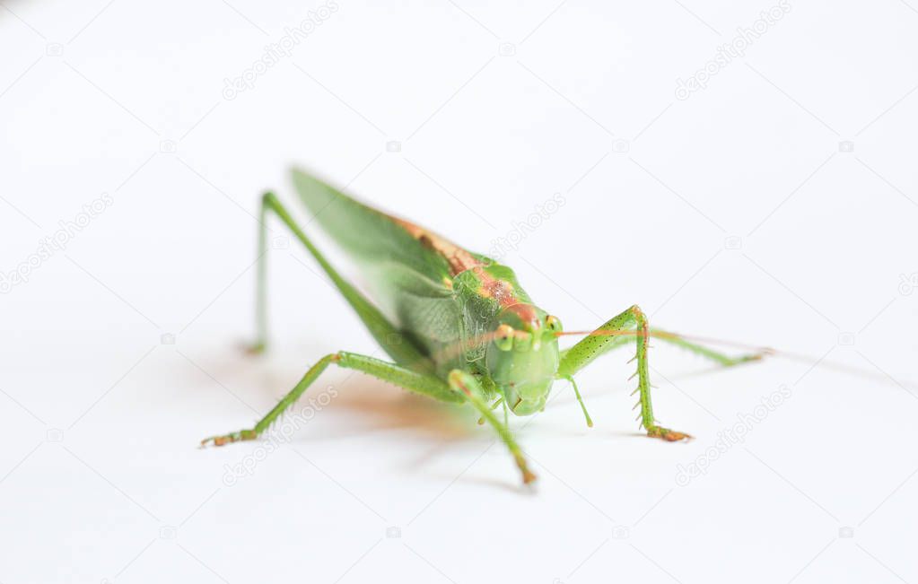 a green grasshopper (Orthoptera Caelifera) insect animal