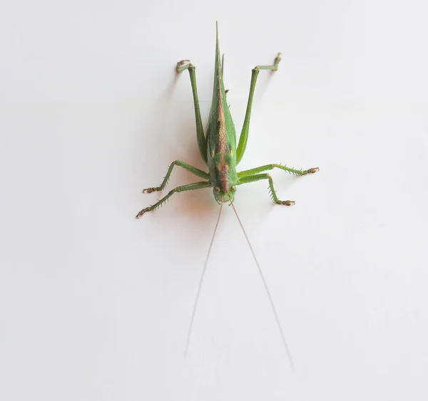 Зеленый Кузнечик Orthoptera Caelifera Насекомое — стоковое фото