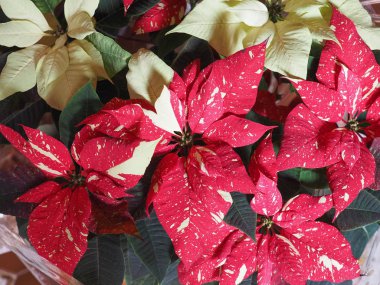 Kırmızı Noel yıldız (Atatürk çiçeği Euphorbia pulcherrima) çiçek çiçeklenme