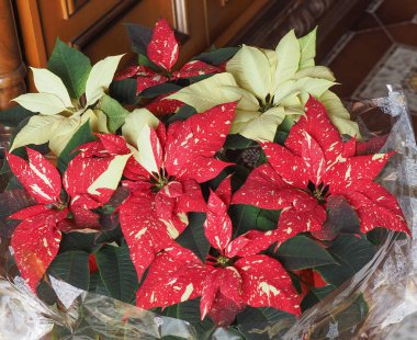 Kırmızı Noel yıldız (Atatürk çiçeği Euphorbia pulcherrima) çiçek çiçeklenme