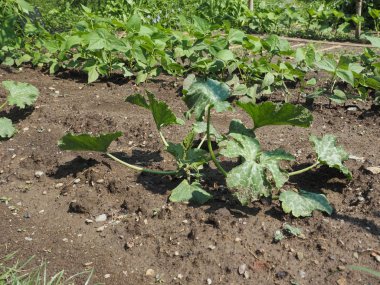 kabak (Cucurbita pepo) aka kabak sebze vejetaryen ve vegan gıda tesisleri