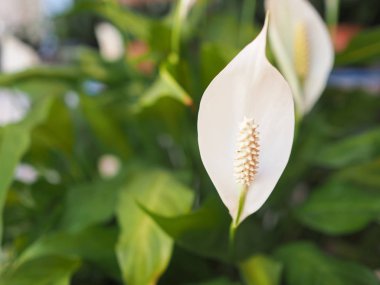 Beyaz vahşi calla (Calla palustris) çiçek aka bataklık Arum, Marsh Calla veya su arum çiçek çiçeklenme