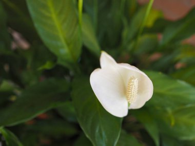 Beyaz vahşi calla (Calla palustris) çiçek aka bataklık Arum, Marsh Calla veya su arum çiçek çiçeklenme