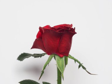 kırmızı gül çok yıllık çalı (cins Rosa) çiçek çiçeklenme