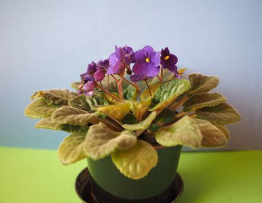 Mor Menekşe çiçeği