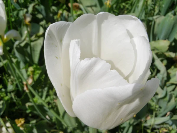 Цветение Белых Тюльпанов Tulipa Gesneriana — стоковое фото
